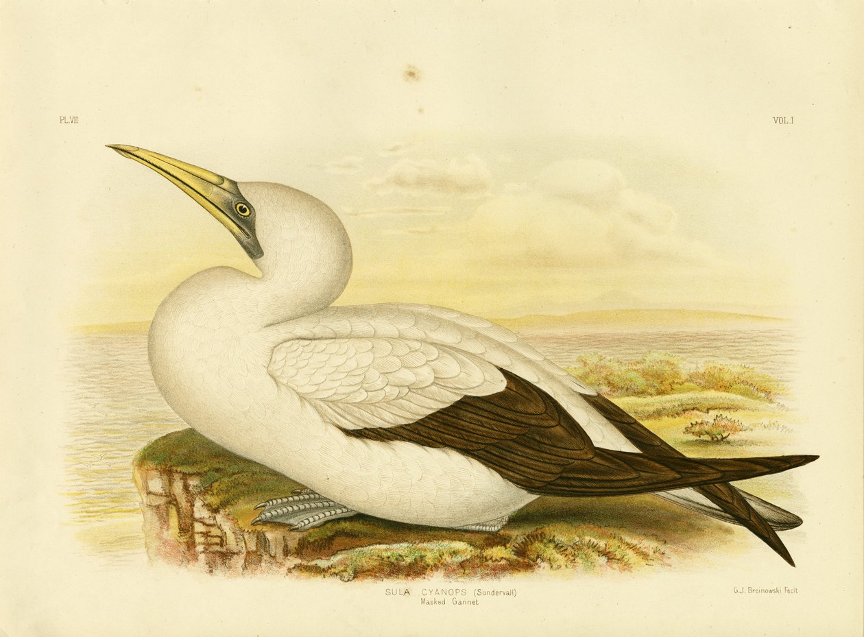 Gannet maskowy, 1891 autorstwa Gracius Broinowski