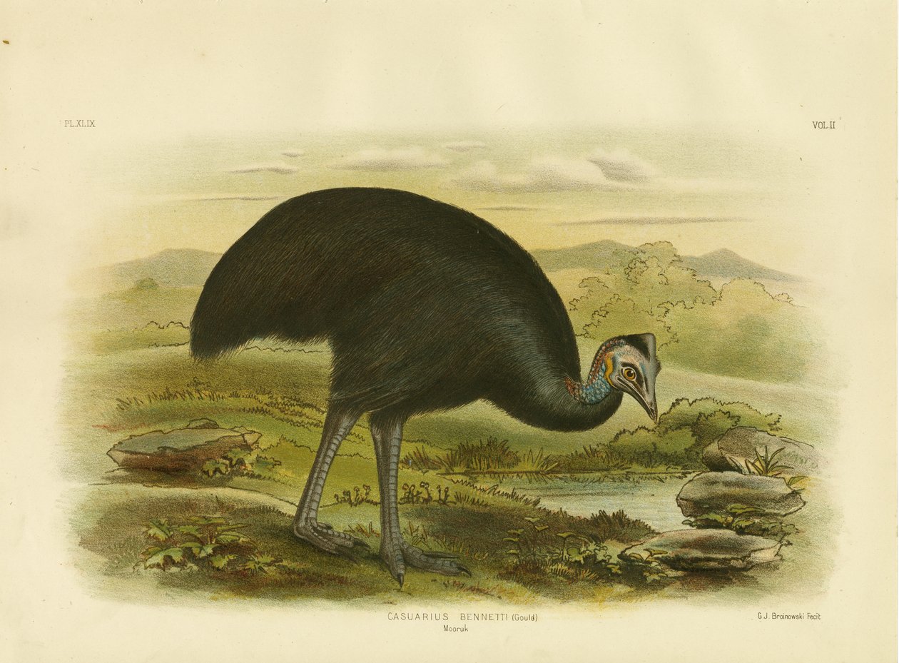 Mooruk, 1891 autorstwa Gracius Broinowski