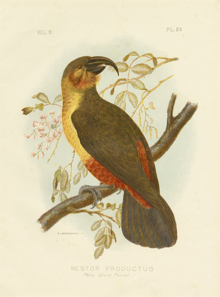 Norfolk Kaka, 1891 autorstwa Gracius Broinowski