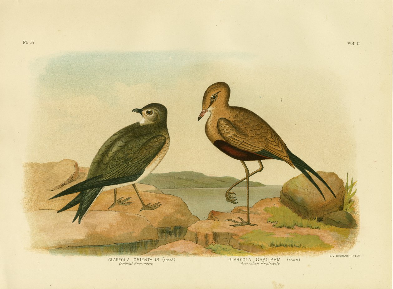 Orientalny Pratincole lub mały Pratincole, 1891 autorstwa Gracius Broinowski