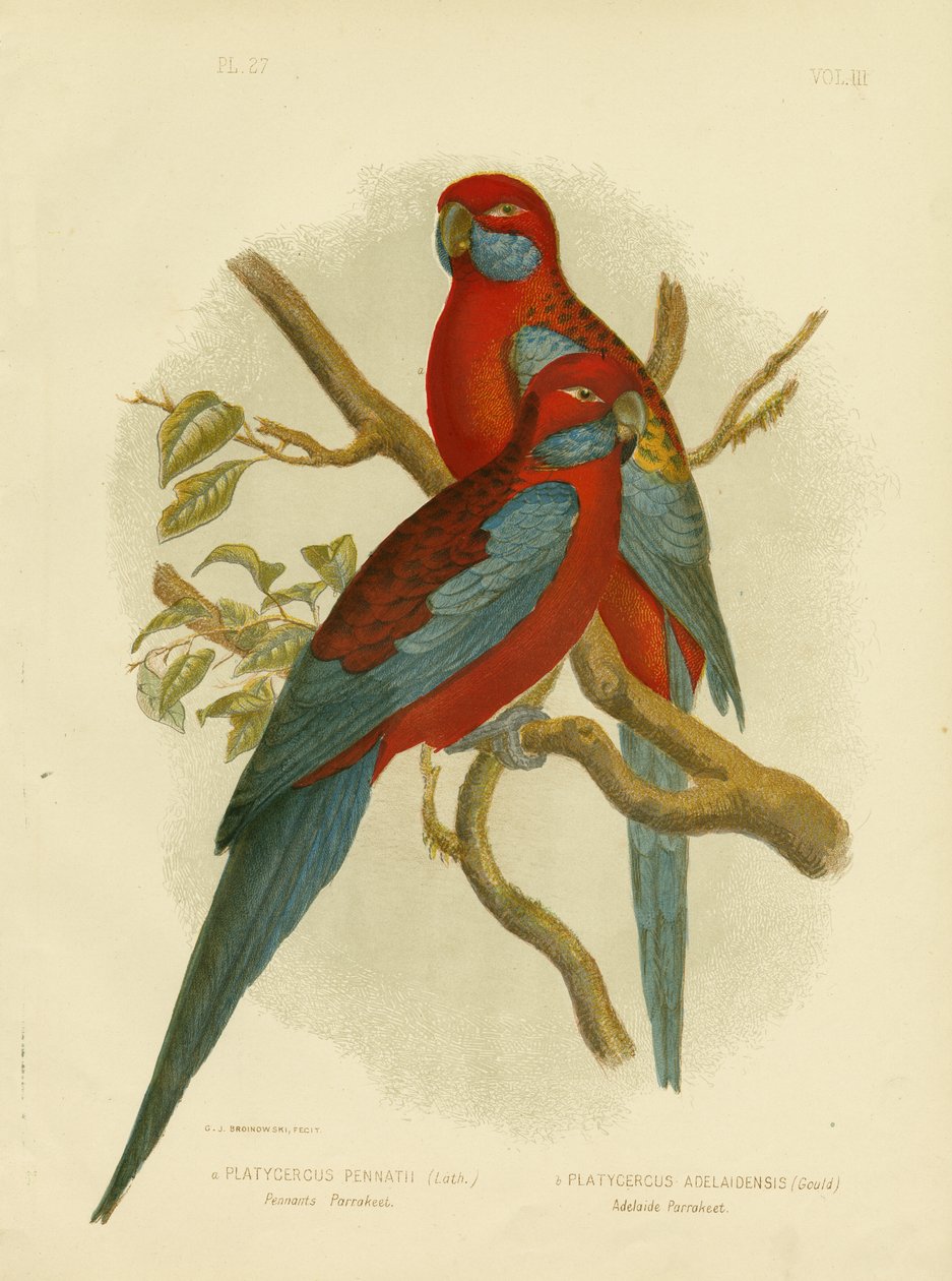 Proporczyki Parakeet lub Crimson Rosella, 1891 autorstwa Gracius Broinowski