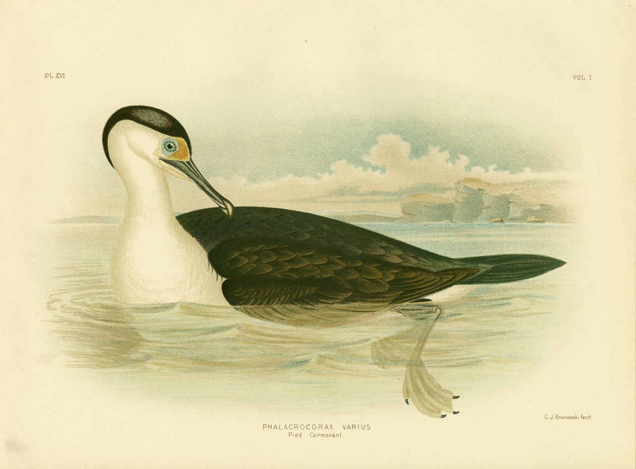 Kormoran srokaty, 1891 autorstwa Gracius Broinowski