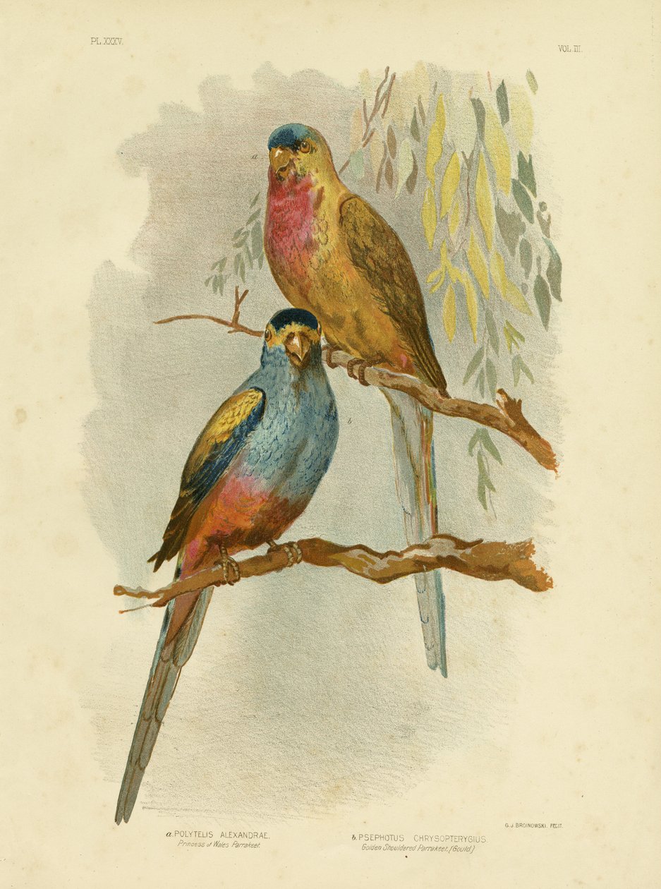 Księżniczka Walii Parakeet lub Princess Parrot, 1891 autorstwa Gracius Broinowski