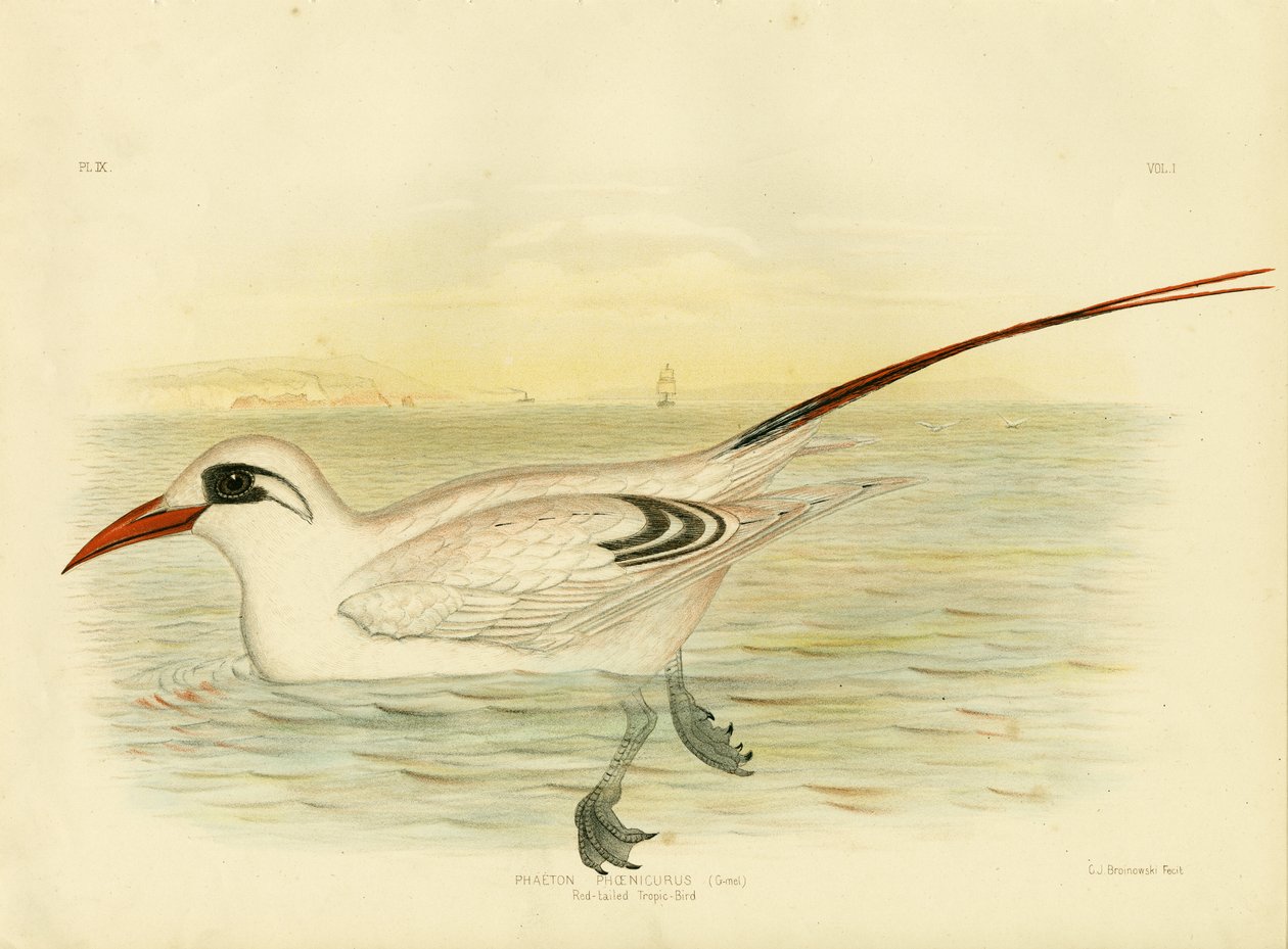 Tropicbird czerwonoogoniasty, 1891 autorstwa Gracius Broinowski
