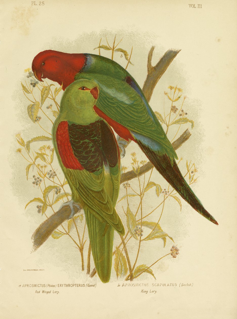 Red-Winged Lori lub Red-Winged Parrot, 1891 autorstwa Gracius Broinowski