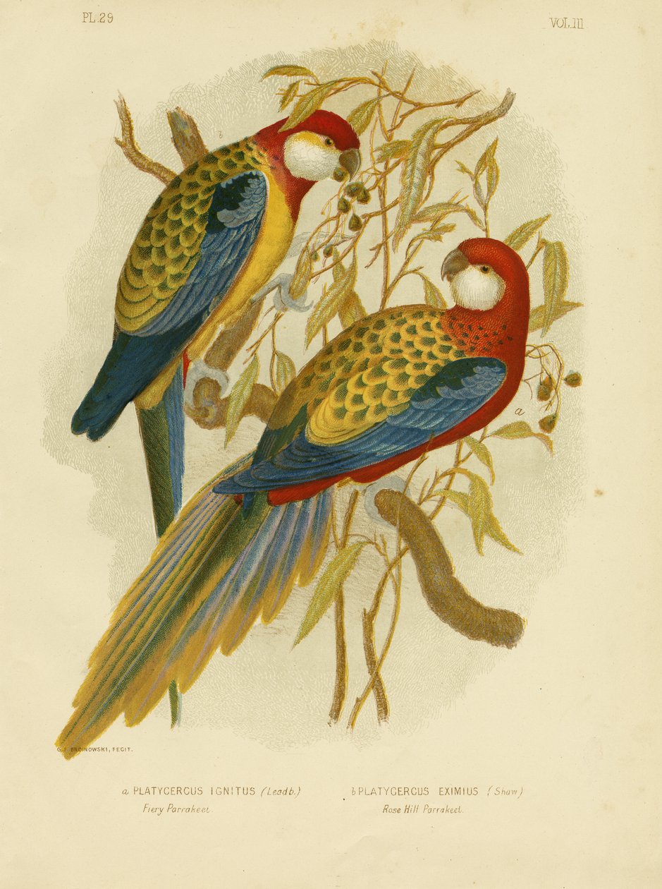 Rosella Parakeet lub Rosella Rosella, 1891 autorstwa Gracius Broinowski