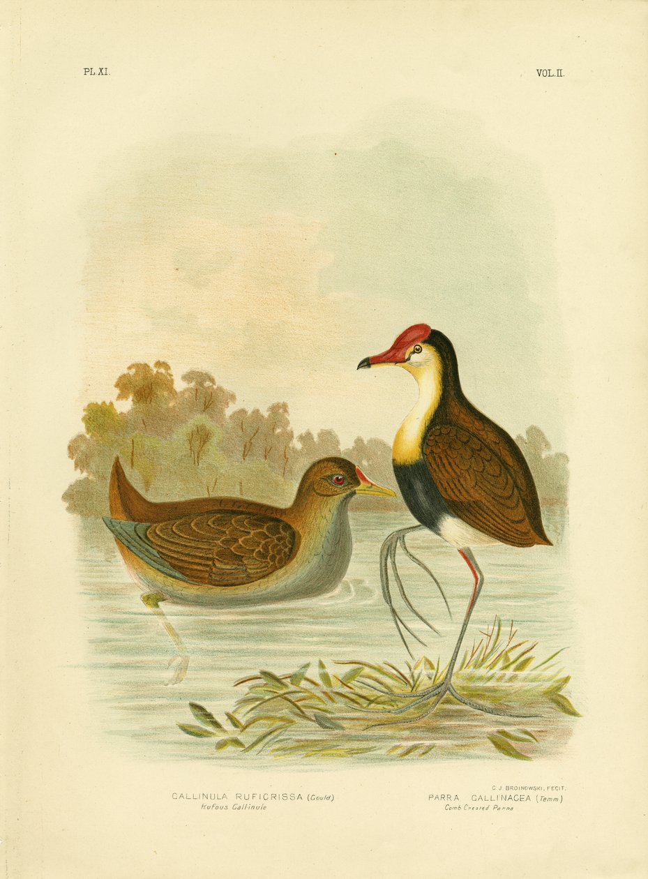 Rufous Gallinule lub Rufous-tailed Waterhen, 1891 autorstwa Gracius Broinowski