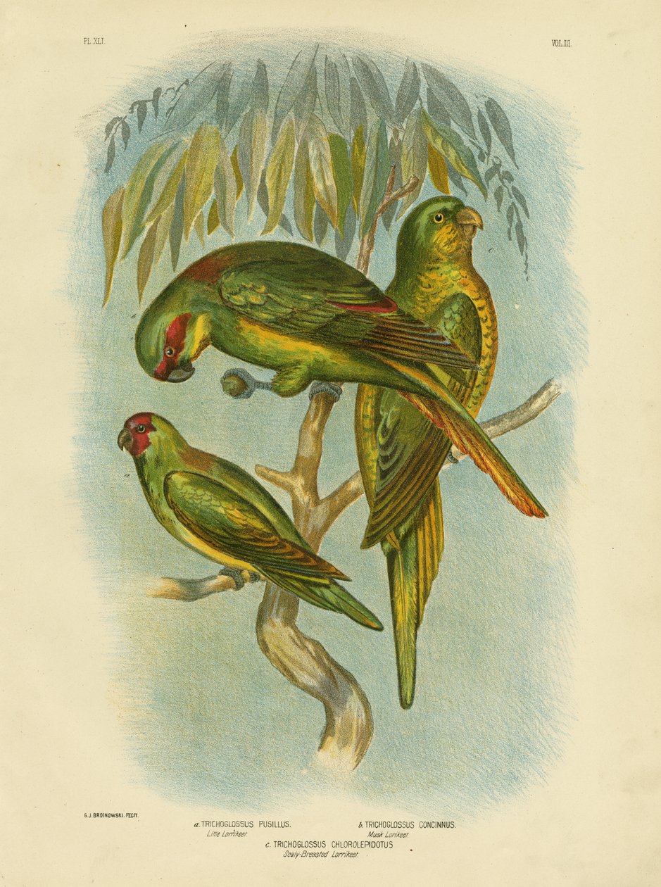 Lorikeet łuskowaty, 1891 autorstwa Gracius Broinowski