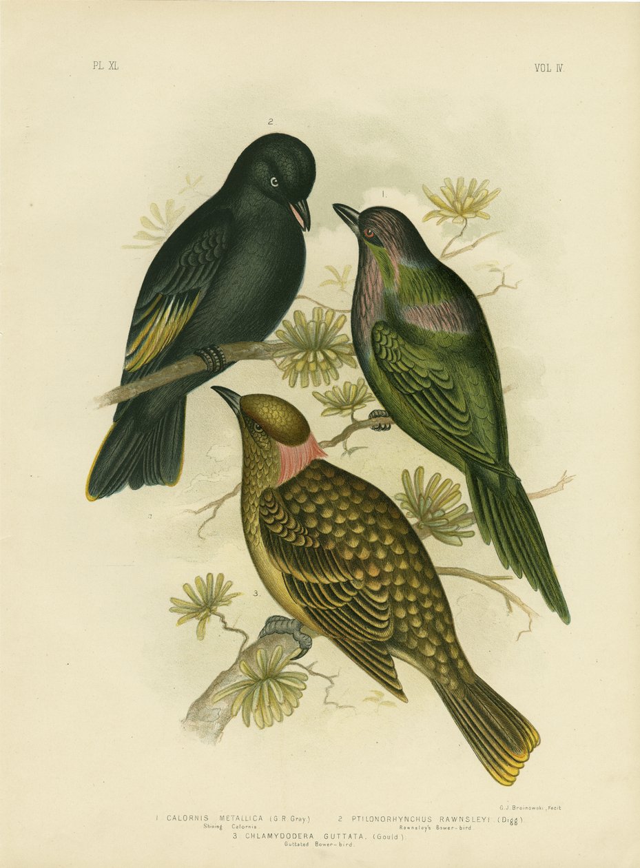 Calornis lśniący lub szpak metaliczny lub szpak lśniący, 1891 autorstwa Gracius Broinowski