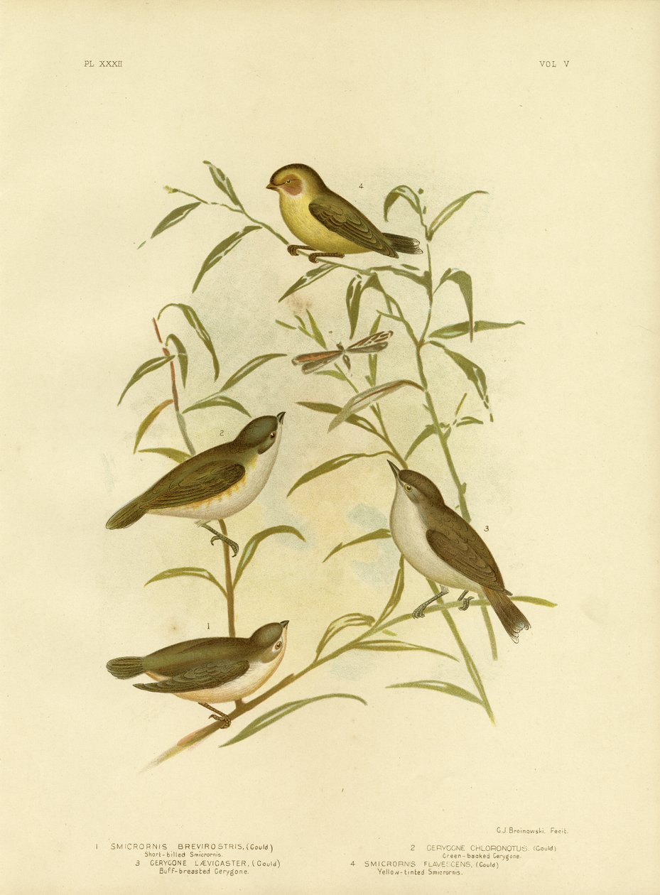 Smicrornis lub Weebill z krótkim rachunkiem, 1891 autorstwa Gracius Broinowski