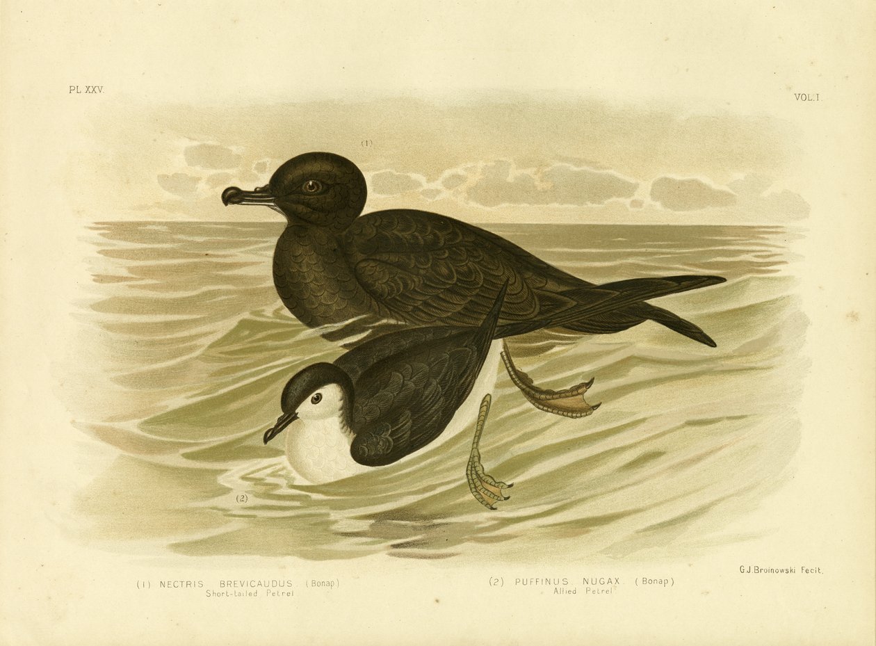 Petrel krótkoogoniasty, 1891 autorstwa Gracius Broinowski