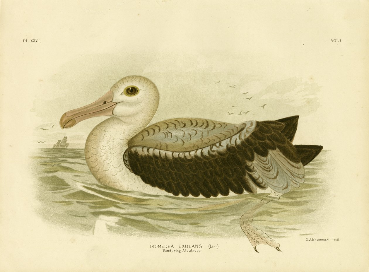 Srebrzysto-szary Petrel, 1891 autorstwa Gracius Broinowski