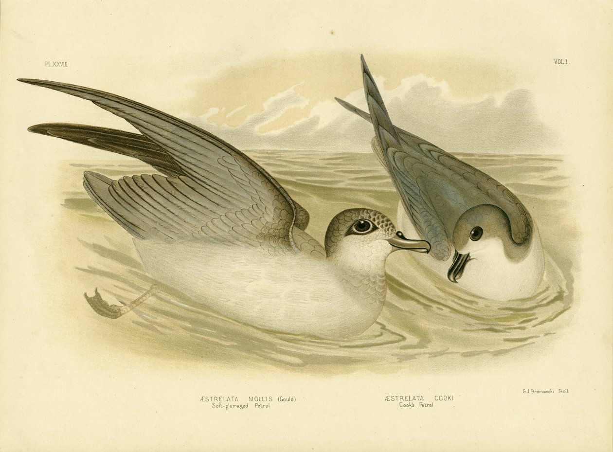 Miękko upierzony Petrel, 1891 autorstwa Gracius Broinowski