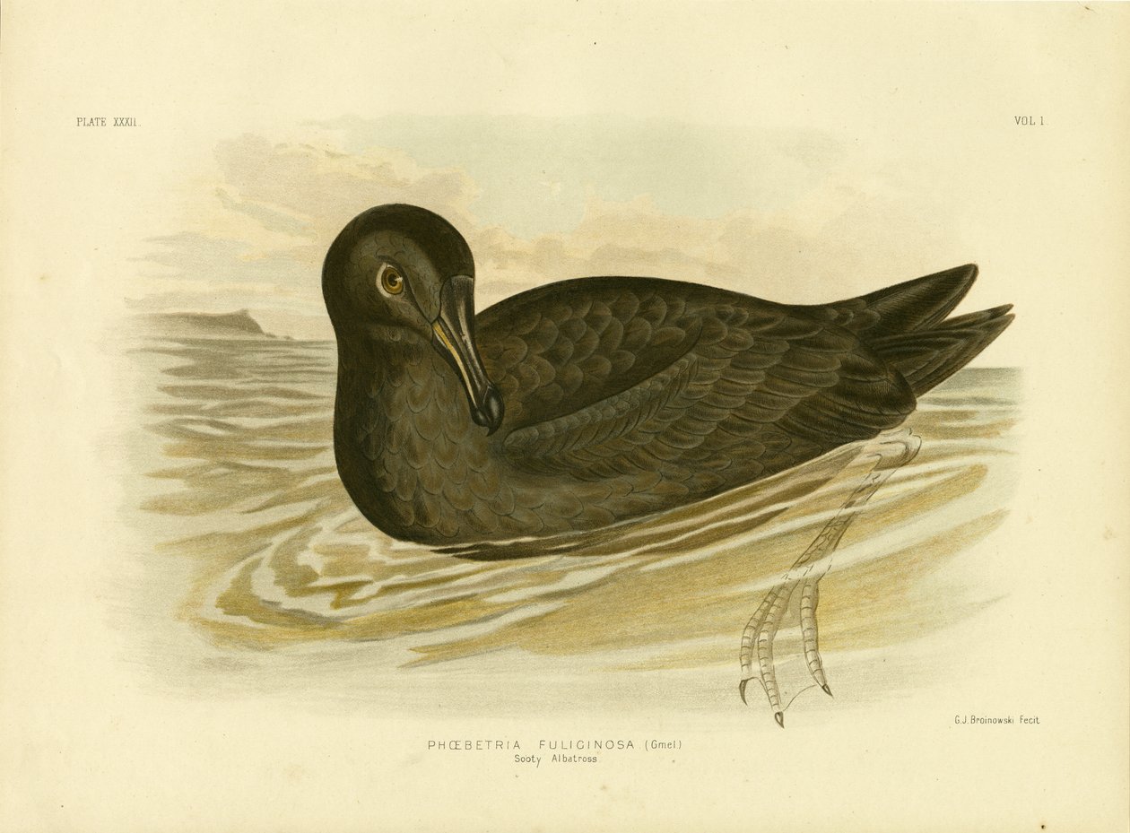Albatros słoniowy, 1891 autorstwa Gracius Broinowski