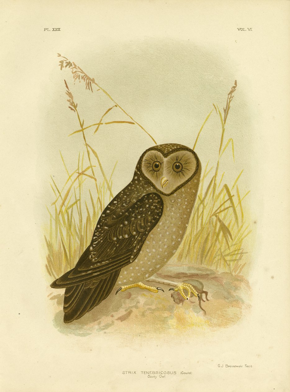 Sowa uszata, 1891 autorstwa Gracius Broinowski