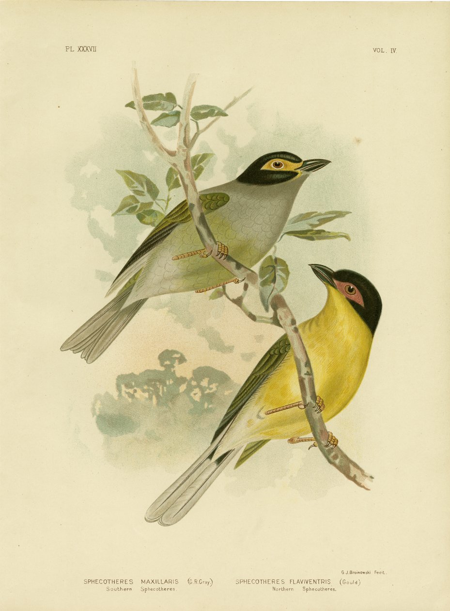 Southern Sphecotheres lub Australasian Figbird, 1891 autorstwa Gracius Broinowski