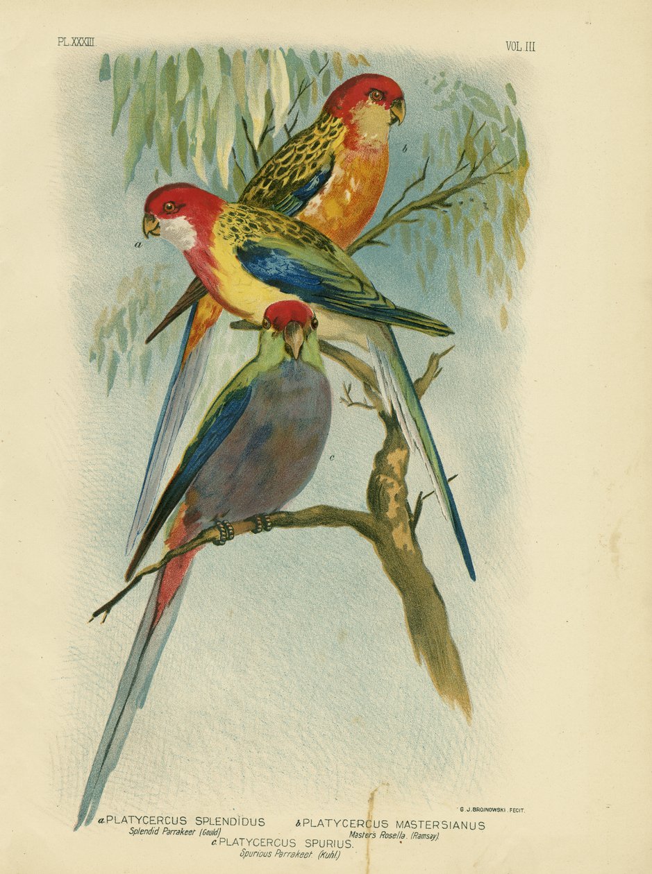 Wspaniała papuga długoogonowa, 1891 autorstwa Gracius Broinowski