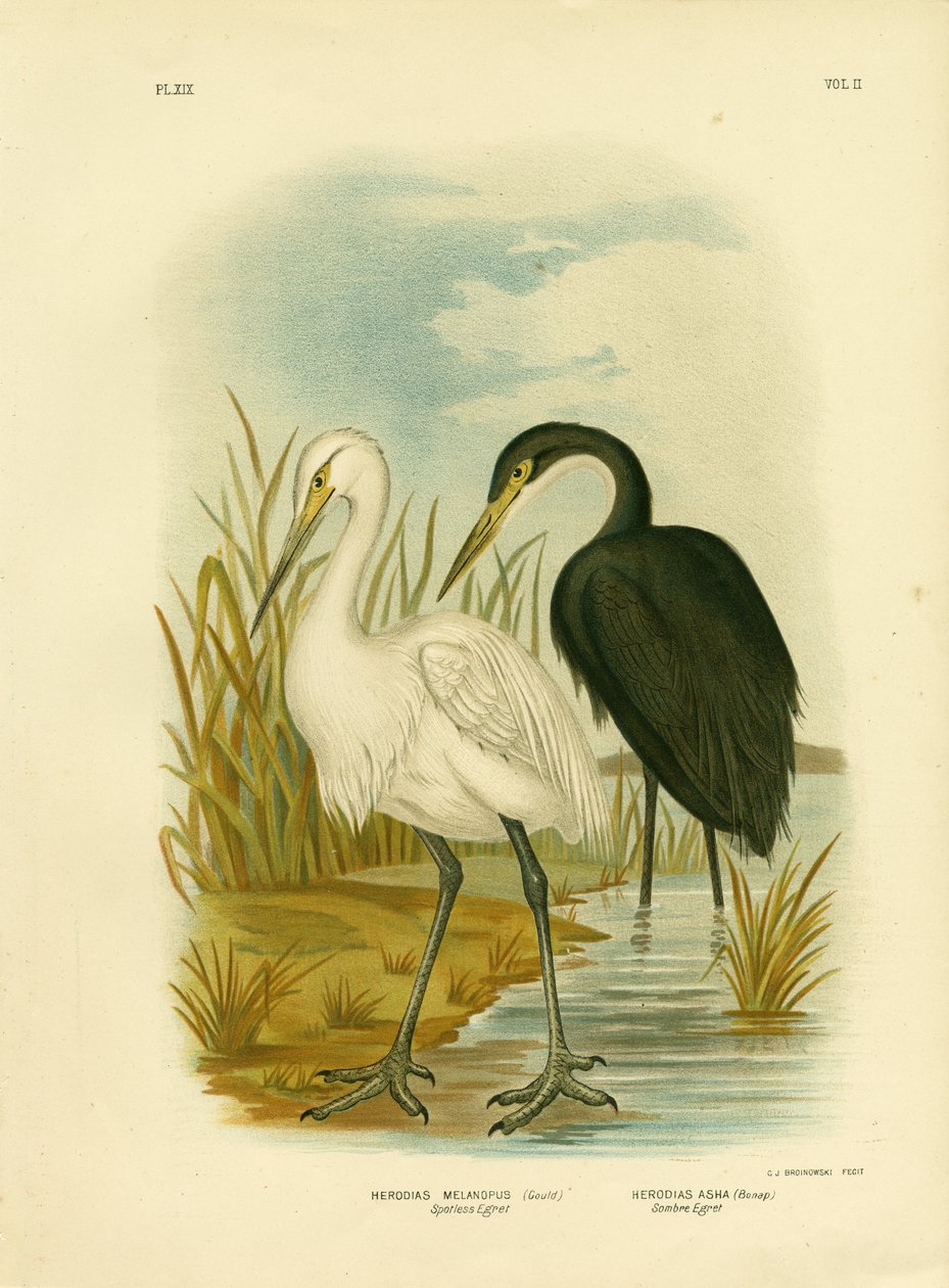 Czapla bez skazy lub czapla mała, 1891 autorstwa Gracius Broinowski