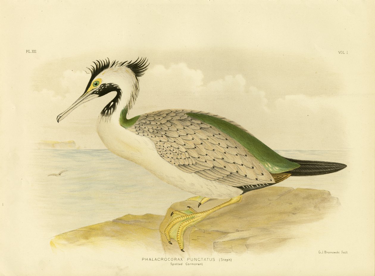 Kormoran plamisty, 1891 autorstwa Gracius Broinowski