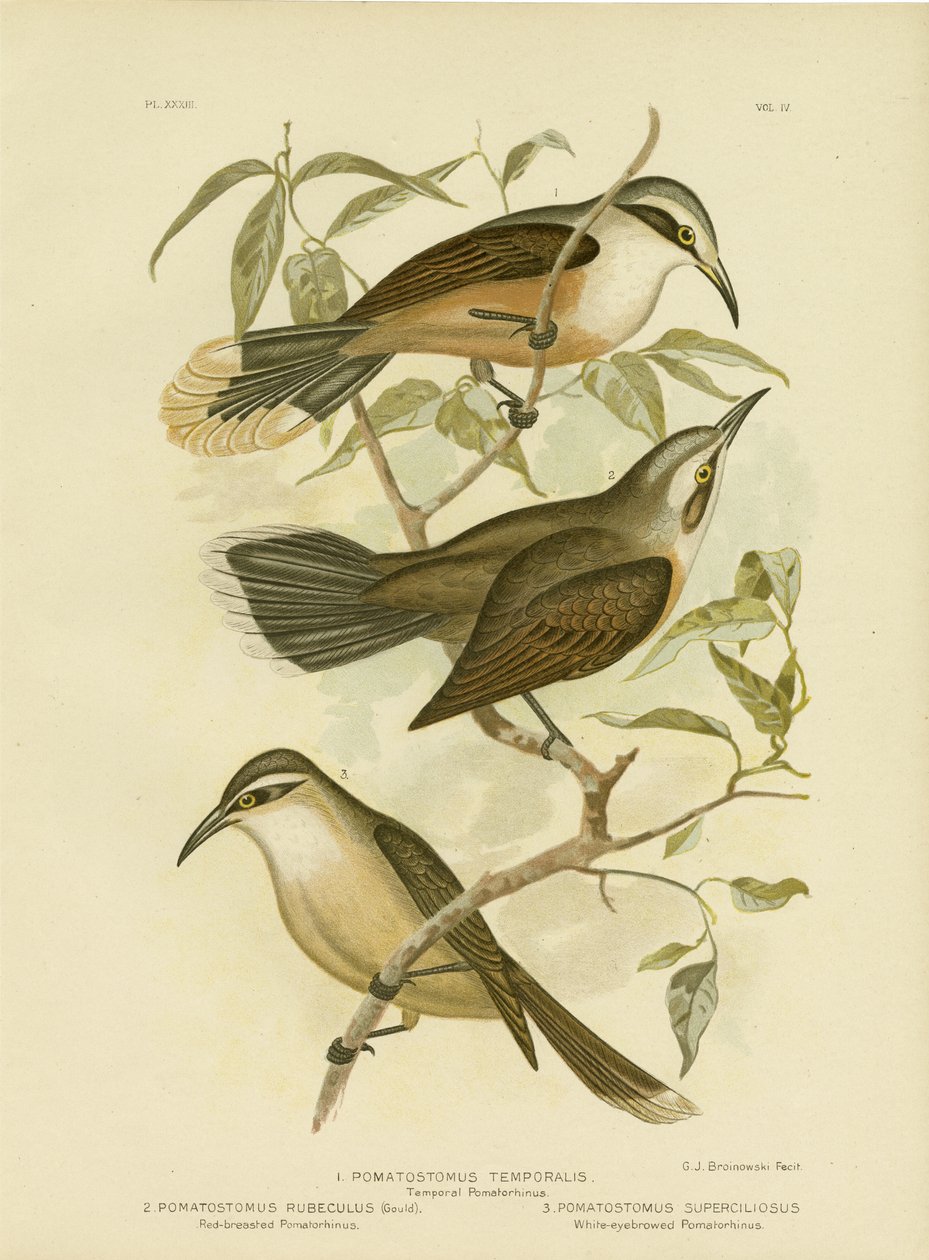 Temporal Pomatorhinus Or Gray-Crowned Babbler, 1891 autorstwa Gracius Broinowski