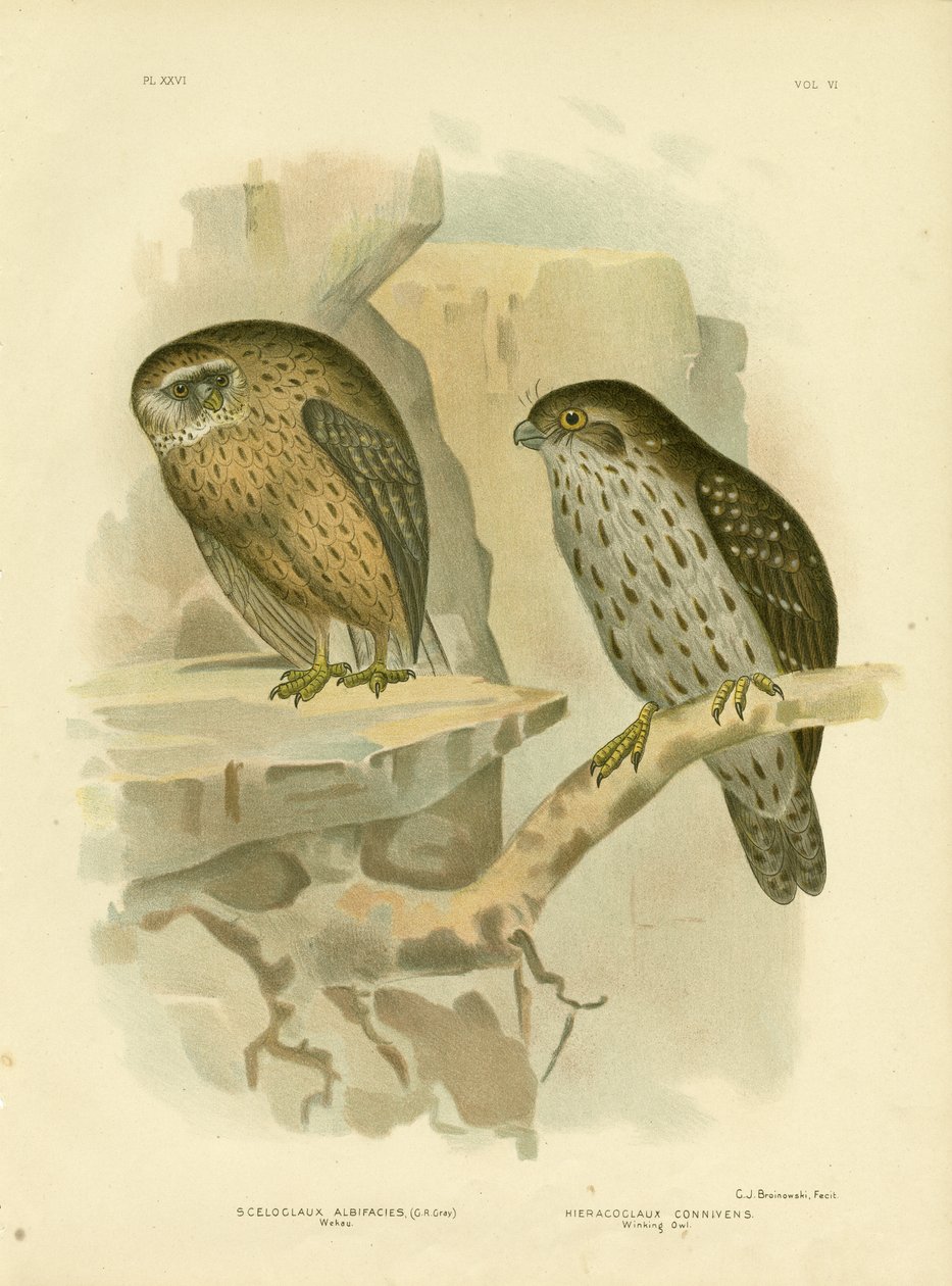 Wekau lub śmiejąca się sowa, 1891 autorstwa Gracius Broinowski