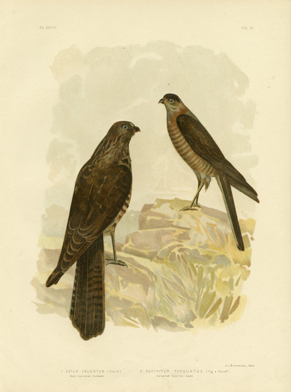Zachodnioaustralijski jastrząb, 1891 autorstwa Gracius Broinowski