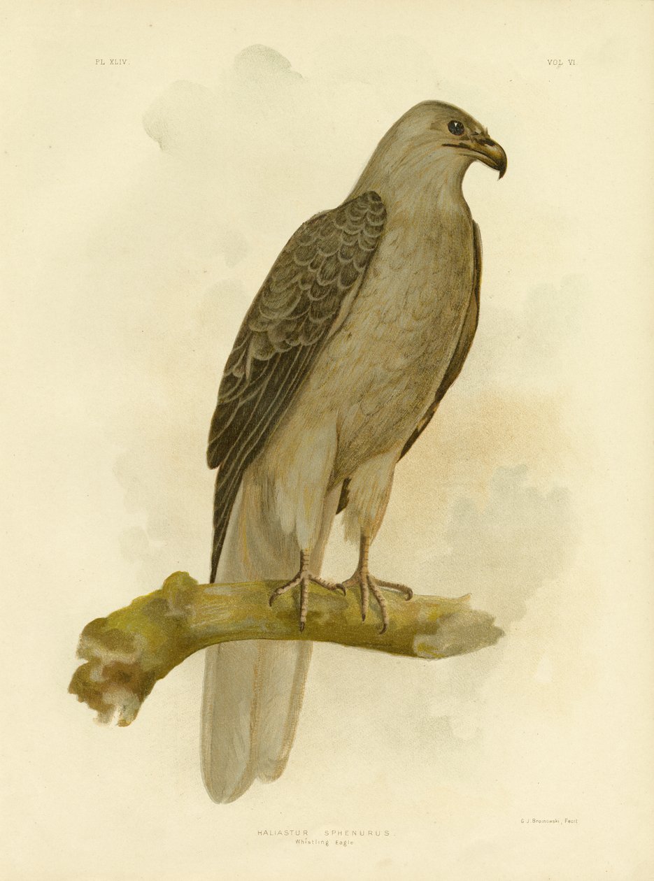 Orzeł gwiżdżący lub latawiec gwiżdżący, 1891 autorstwa Gracius Broinowski