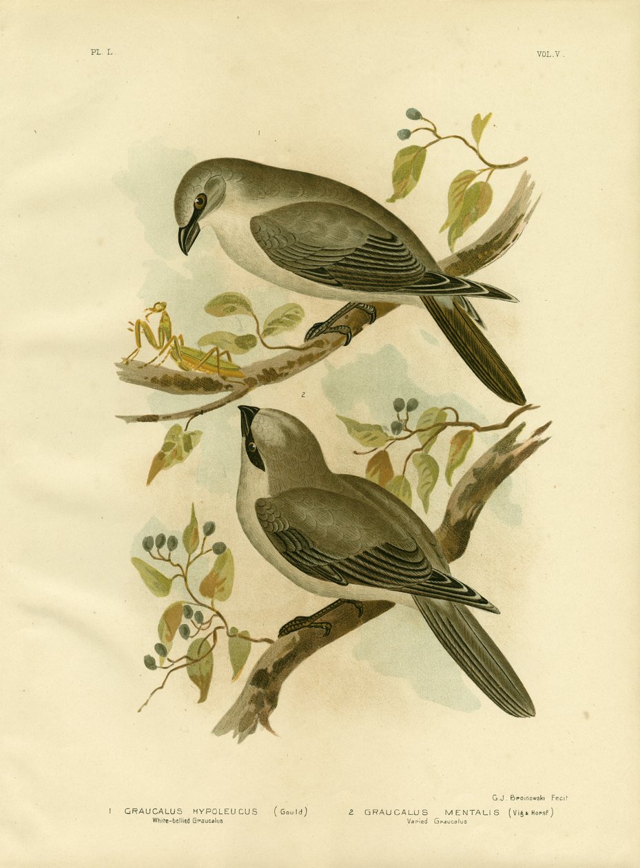 Kukułka białobrzuchy, 1891 autorstwa Gracius Broinowski