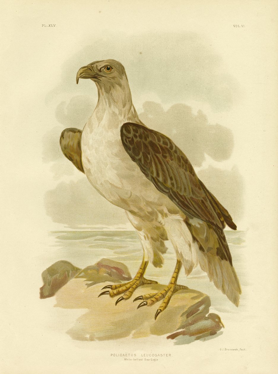 Bielik białobrzuchy, 1891 autorstwa Gracius Broinowski