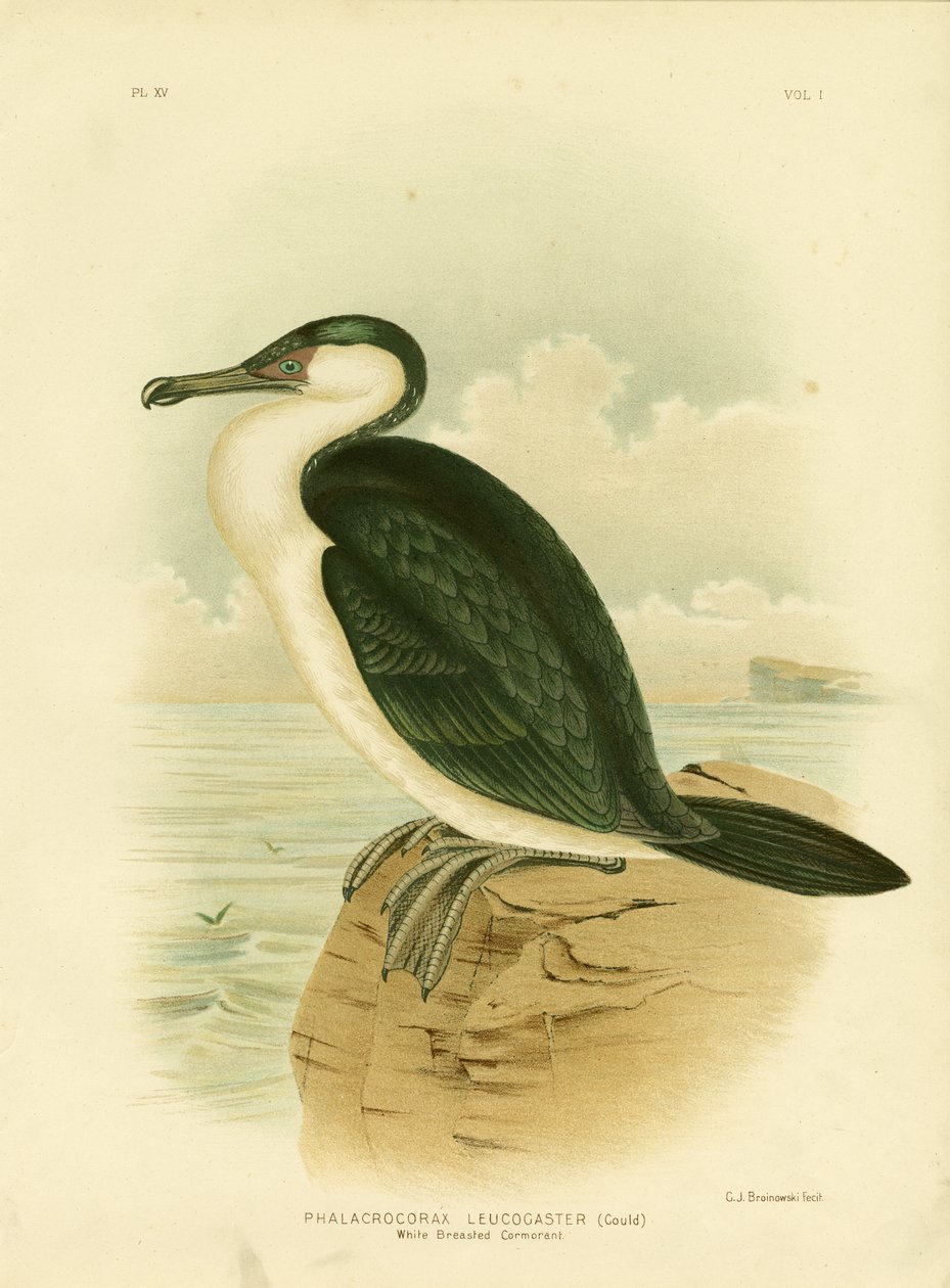 Kormoran białoszyjki, 1891 autorstwa Gracius Broinowski
