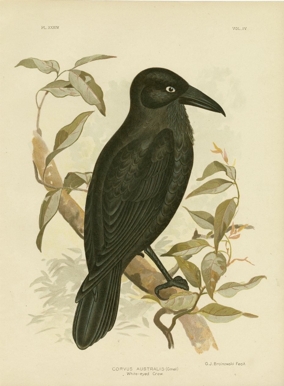 Białooka wrona lub australijski kruk, 1891 autorstwa Gracius Broinowski