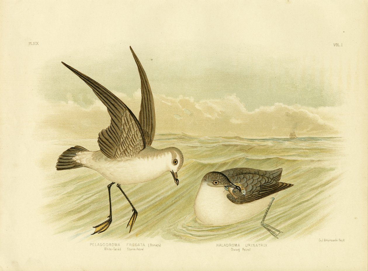 Burzowy Petrel z białą twarzą, 1891 autorstwa Gracius Broinowski