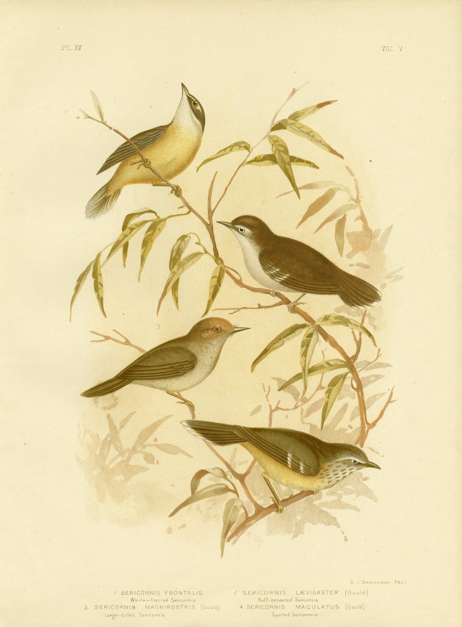 Srubwren z białym czołem lub Srubwren z białym czołem, 1891 autorstwa Gracius Broinowski