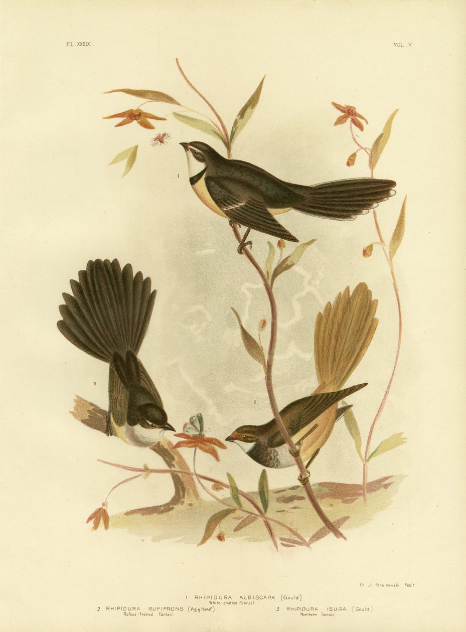 Fantail białowłosy lub Fantail szary, 1891 autorstwa Gracius Broinowski