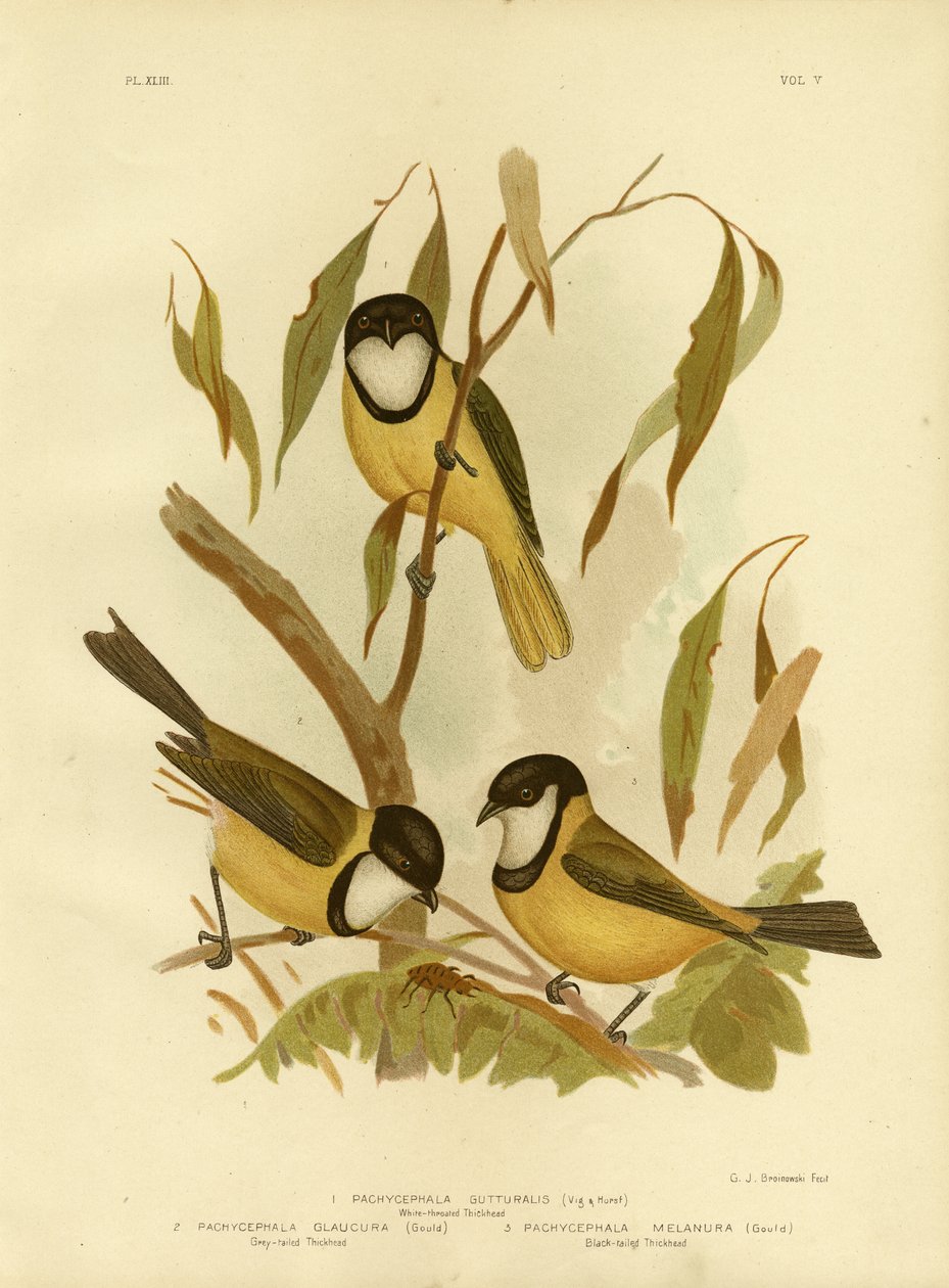 White-Throated Whistler lub Golden Whistler, 1891 autorstwa Gracius Broinowski