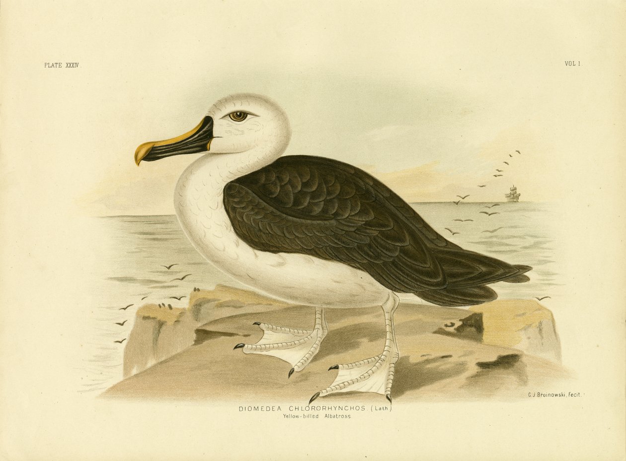 Albatros żółtonosy, 1891 autorstwa Gracius Broinowski