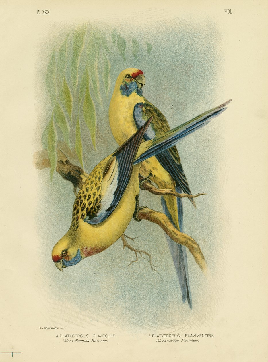 Żółta papuga długoogonowa lub żółta rozella, 1891 autorstwa Gracius Broinowski