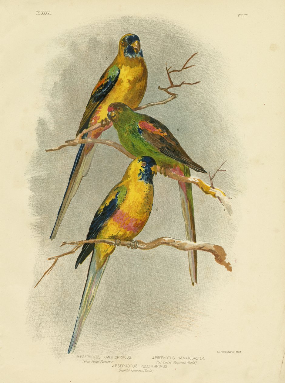 Żółto-wentylowana papuga długoogonowa, 1891 autorstwa Gracius Broinowski