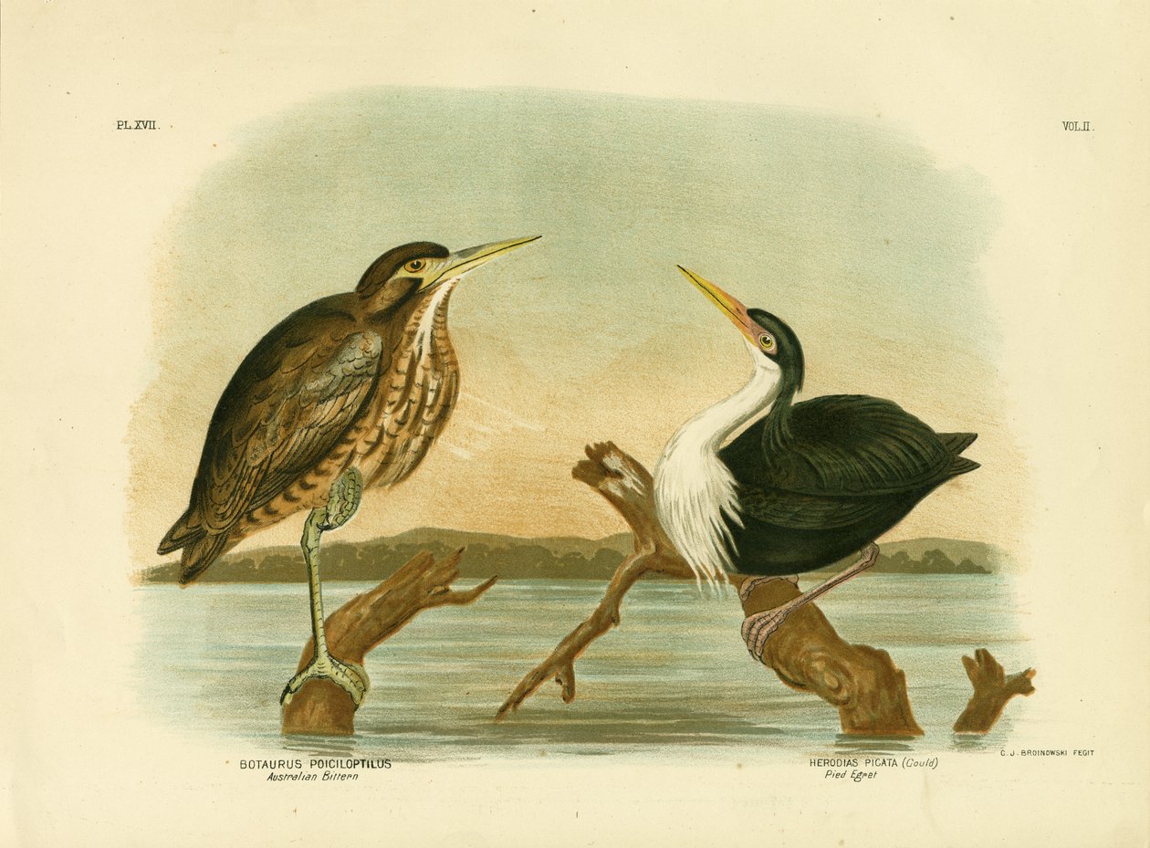 Bąk australijski, 1891 autorstwa Gracius Broinowski