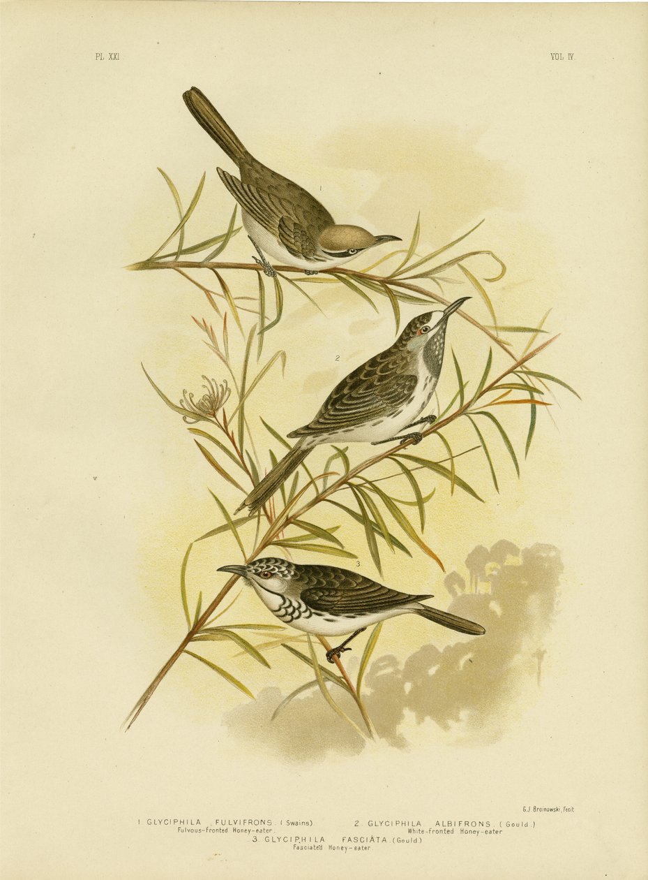 Miodownik Fulvous-Front, 1891 autorstwa Gracius Broinowski
