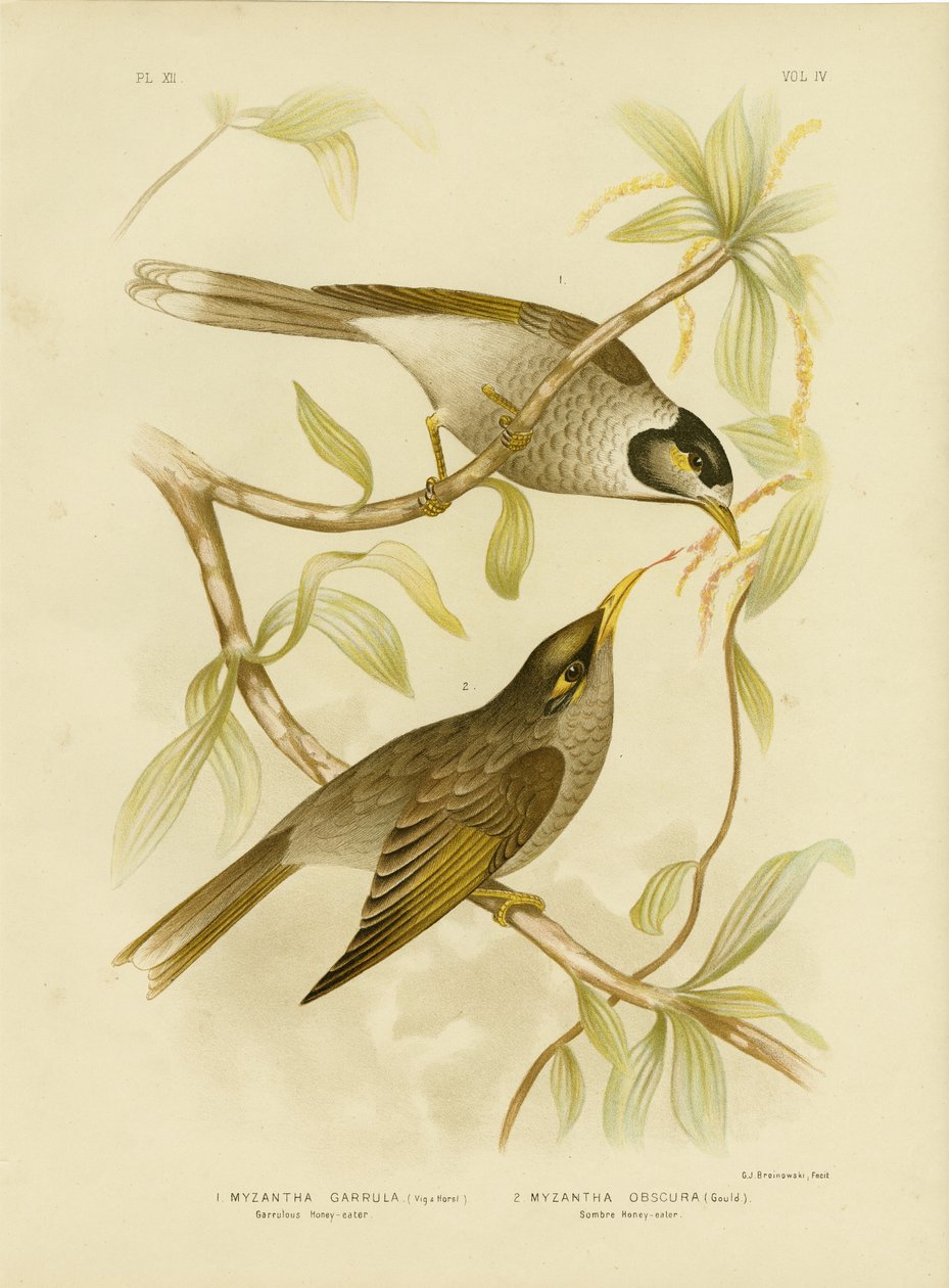 Garrulous Honeyeater lub Noisy Miner, 1891 autorstwa Gracius Broinowski