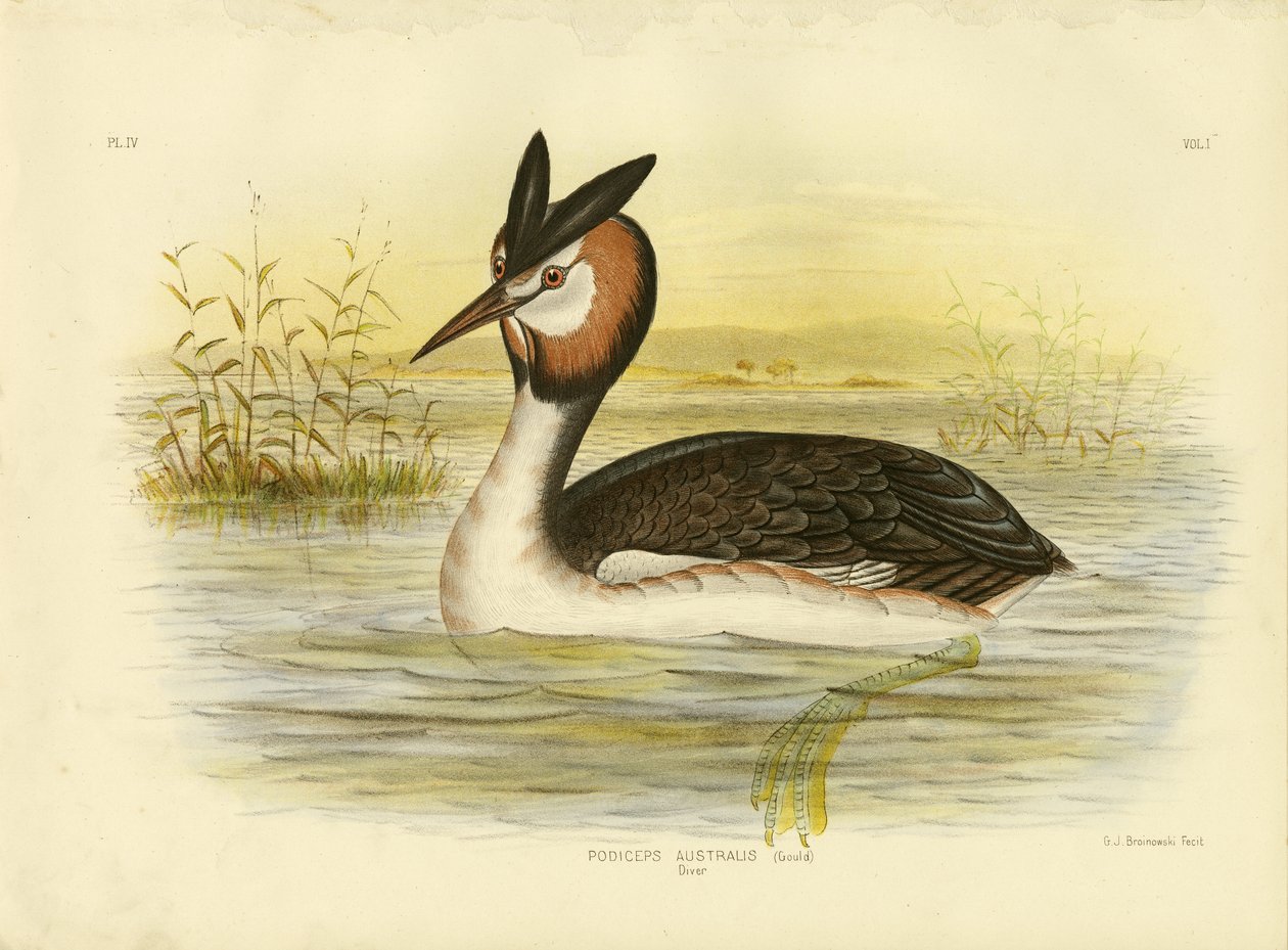 Perkoz dwuczuby, 1891 autorstwa Gracius Broinowski