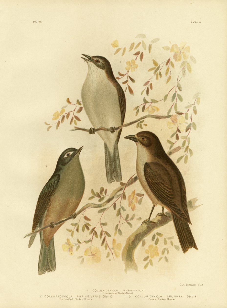 Harmonijny drozd dzierzby lub drozd szarawy, 1891 autorstwa Gracius Broinowski