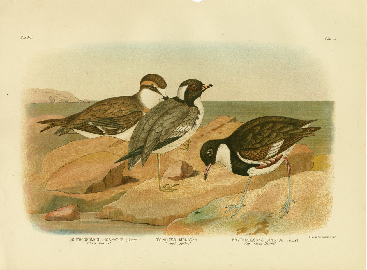 Dotterel z kapturem, 1891 autorstwa Gracius Broinowski