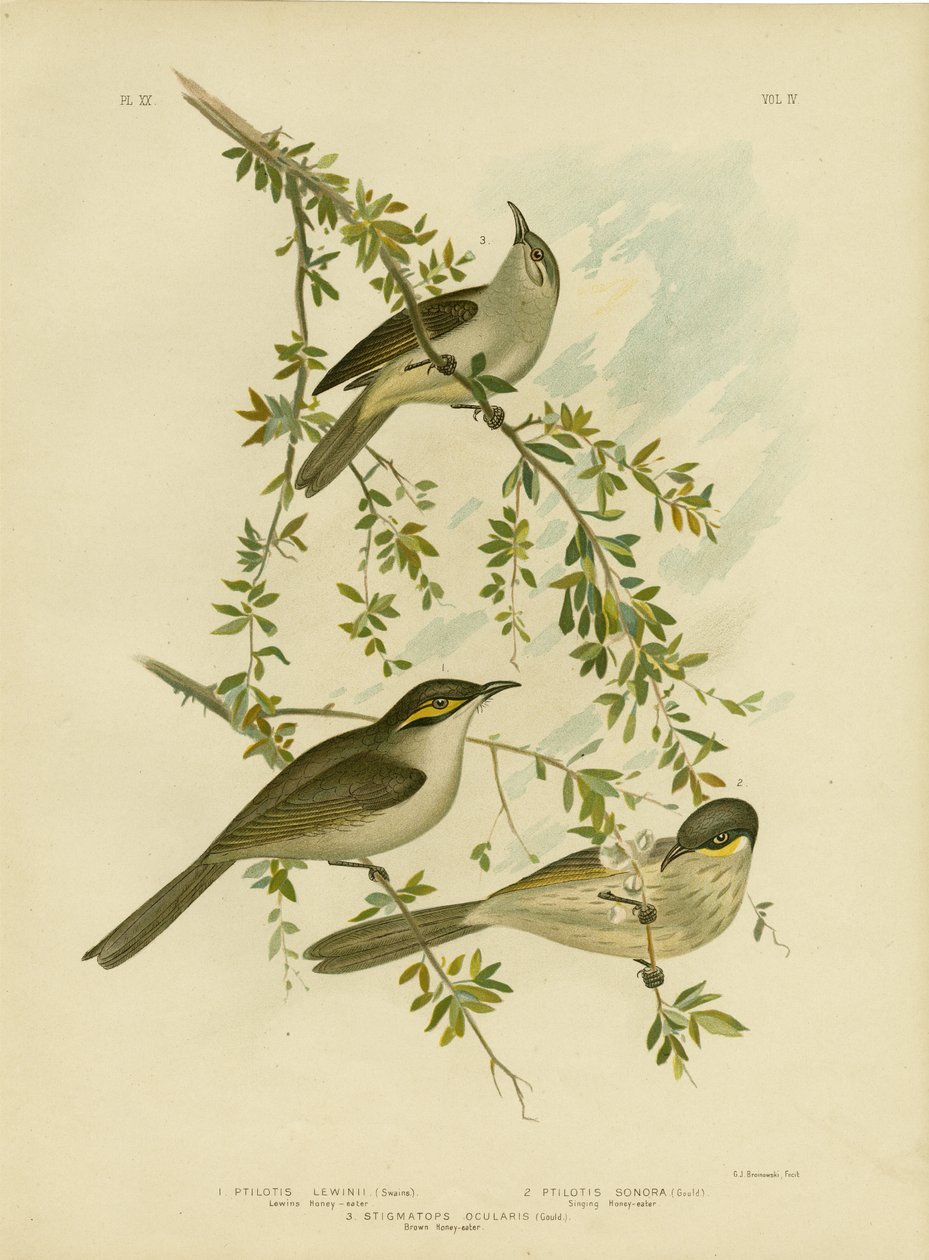 Miodownik Lewina, 1891 autorstwa Gracius Broinowski