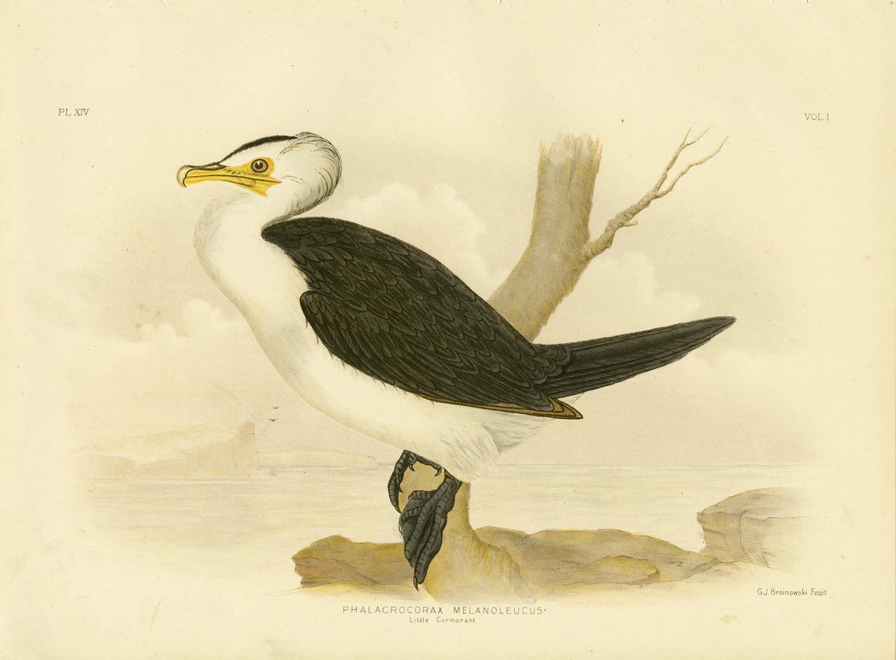 Mały Kormoran, 1891 autorstwa Gracius Broinowski