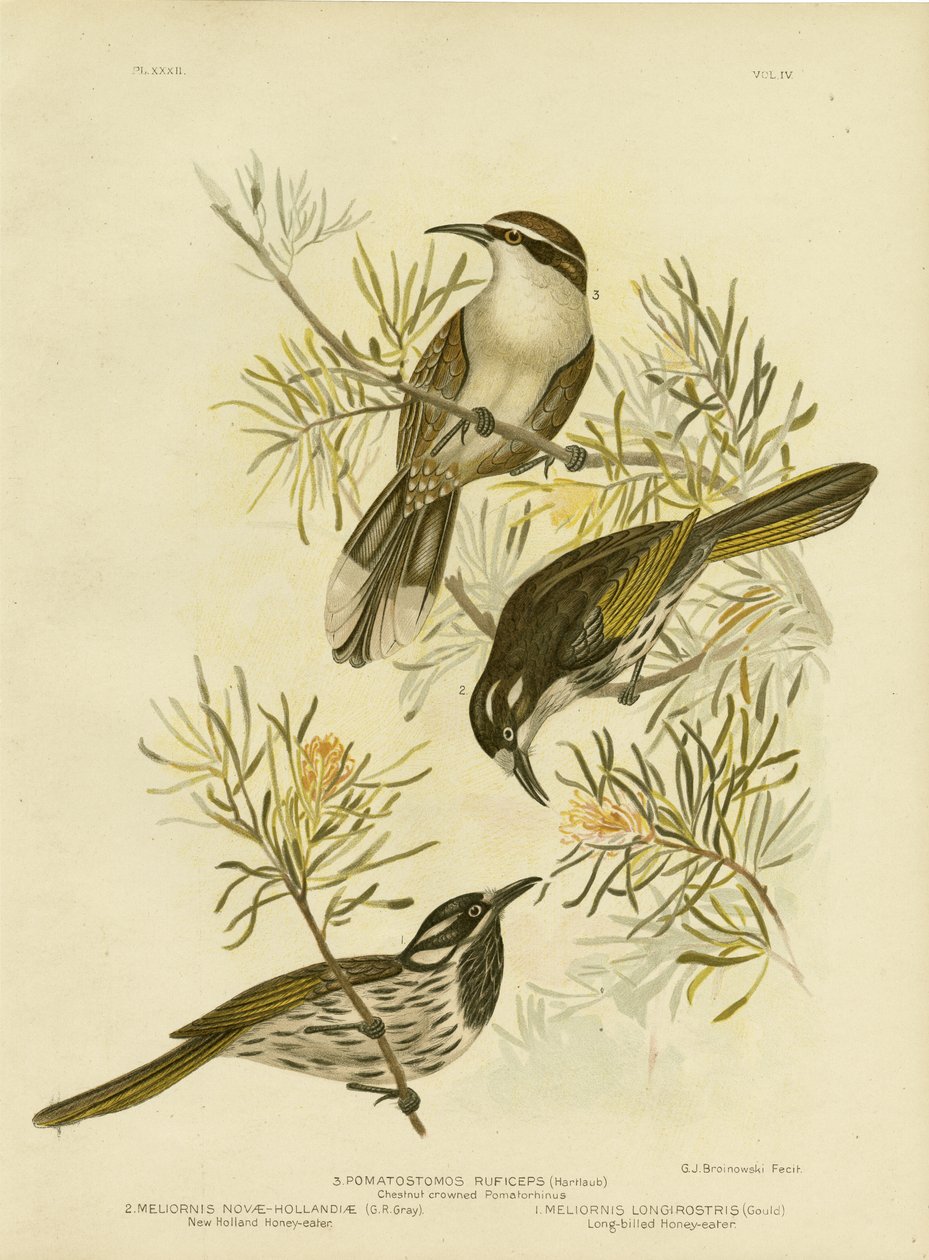 Honeyeater długodzioby, 1891 autorstwa Gracius Broinowski