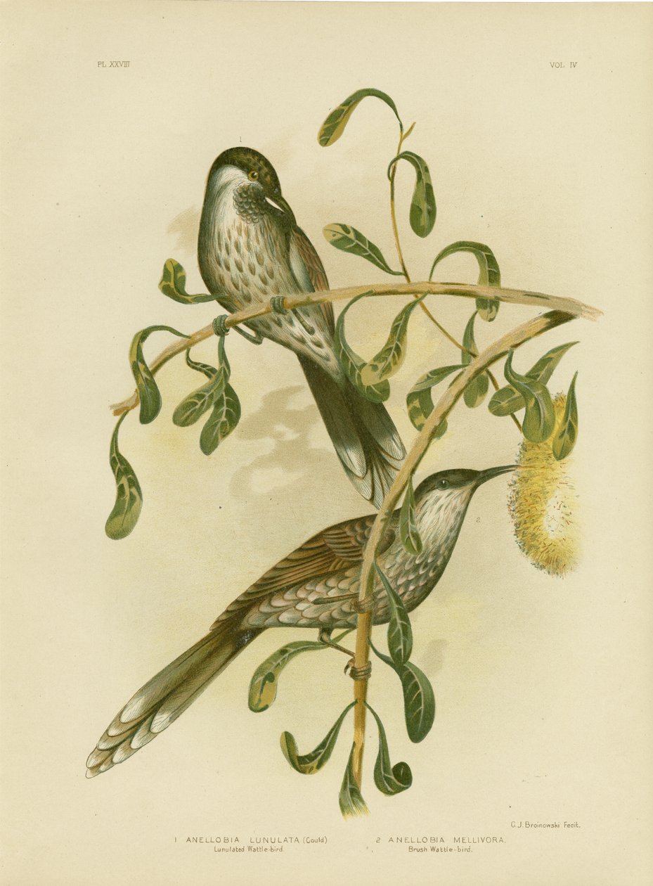 Kruszcowata akacja lub mała akacja, 1891 autorstwa Gracius Broinowski