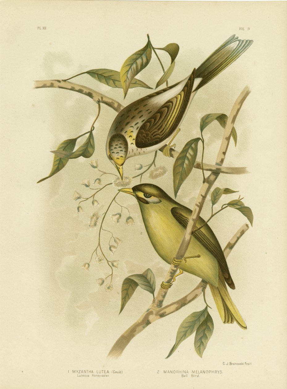 Luteous Honeyeater Or Yellow-Throated Miner, 1891 autorstwa Gracius Broinowski