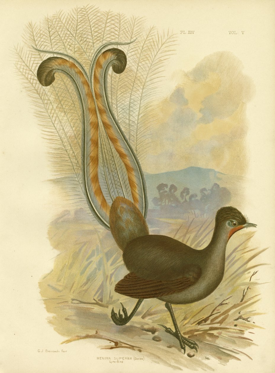 Lirogon, 1891 autorstwa Gracius Broinowski